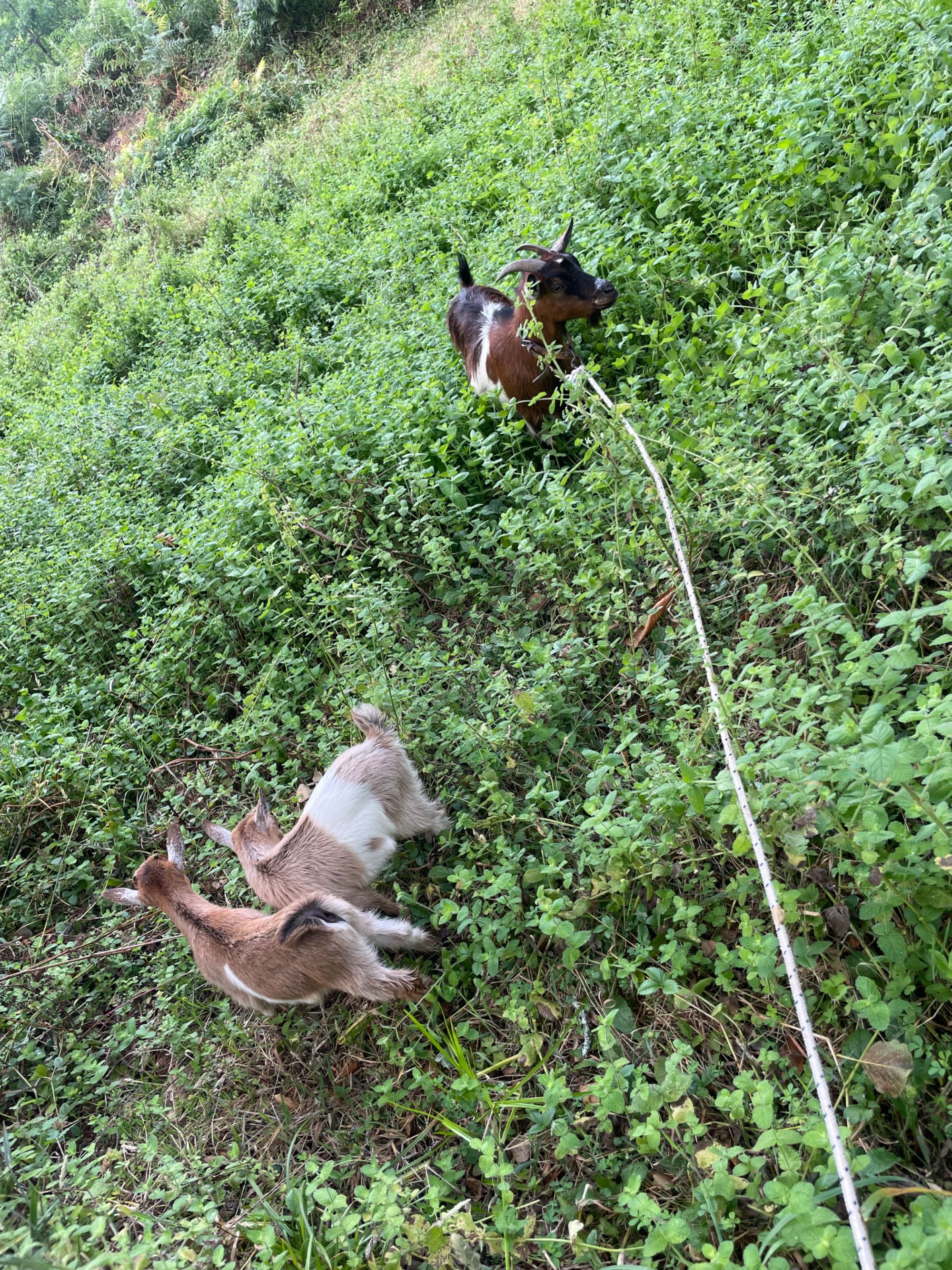 Cabra Anã e filhos