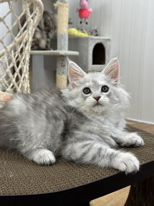 Мальчик голубой на высоком серебре эксклюзив котенок мейн кун