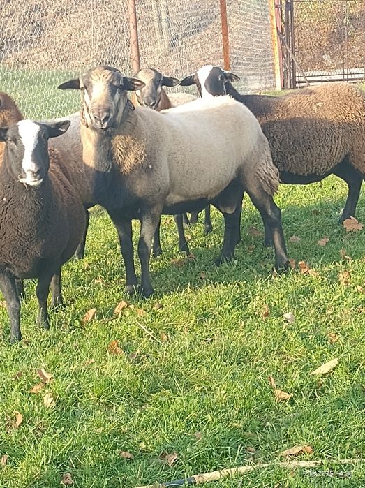 Sprzedam Tryka Nolan