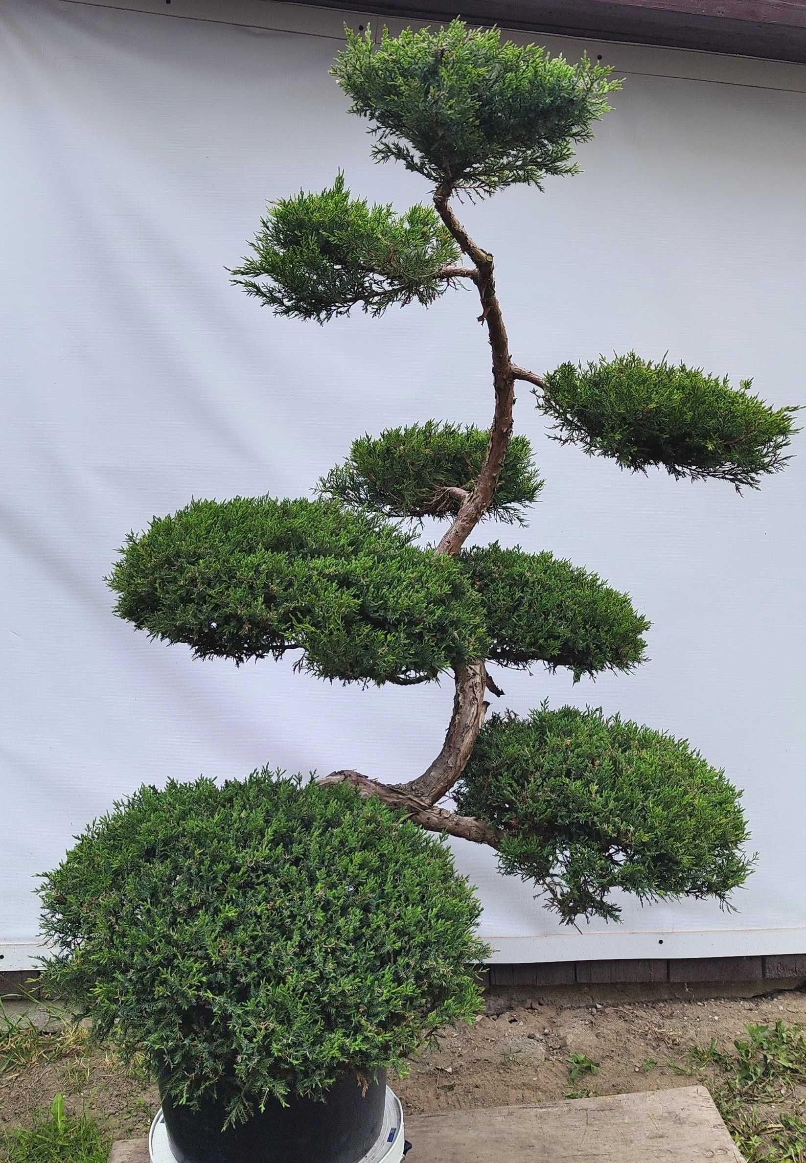 Bonsai Niwaki Jałowiec Wilhelm Pfitzer