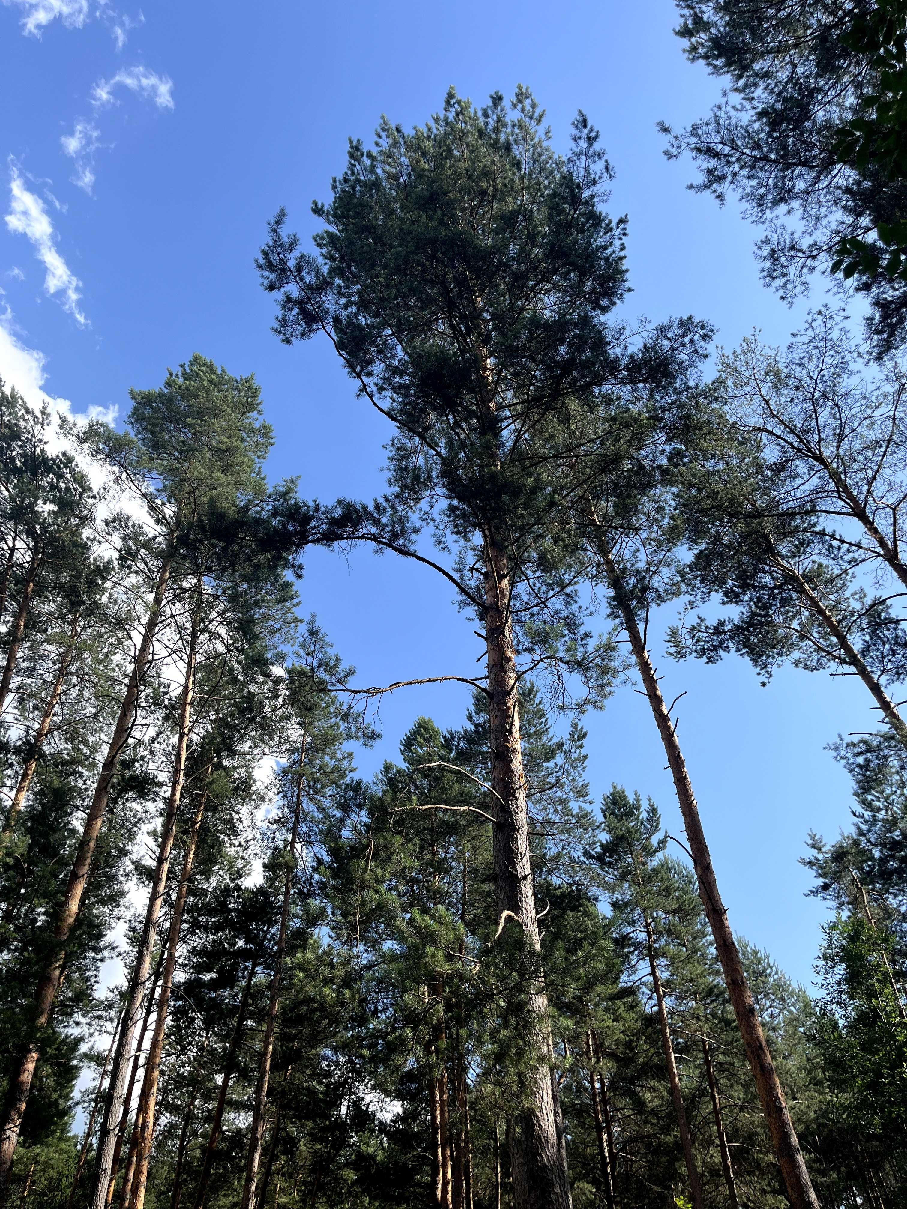 Działka inwestycyjna (66,53 arów)  - Huta Szumy (Roztocze, Susiec)