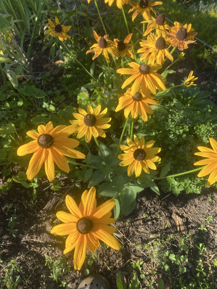 Rudbeka sadzonki