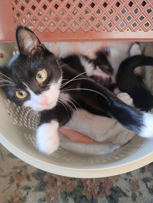 Кошка и котята девочки