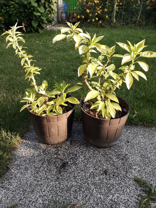 Datura biała, bieluń ,burgmansja, duże okazy