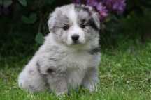 Border collie ZKWP piesek blue merle
