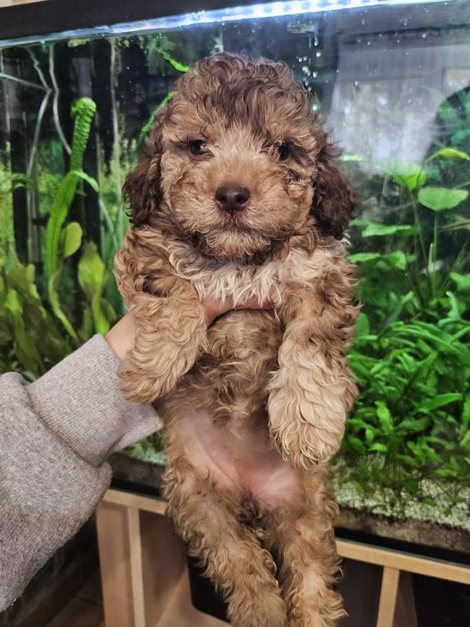 Lagotto Romagnolo