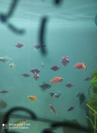 Tetra color kolor rybki ozdobne do akwarium