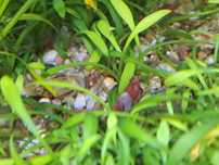 Krewetki Red Rili