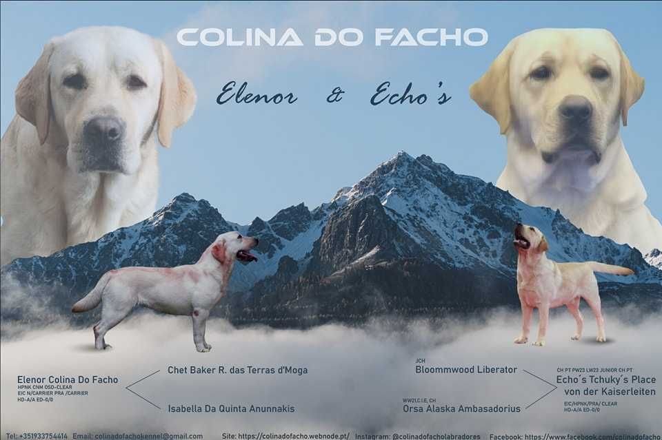 Labrador Filho Do Campeão De Portugal