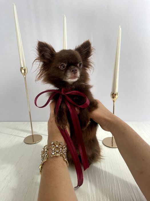 VIP Чіхуахуа шоколадна принцеса