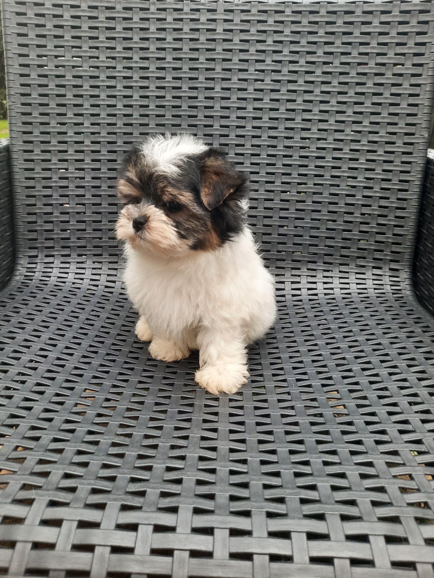 Yorkshire Terrier Biewer samiec