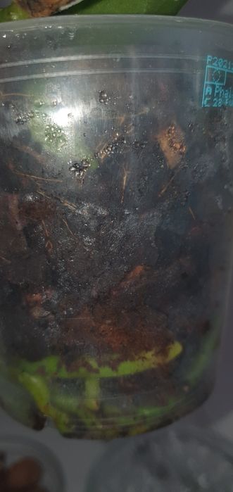 Продам красивую орхидею Дикий Кот Wild Cat