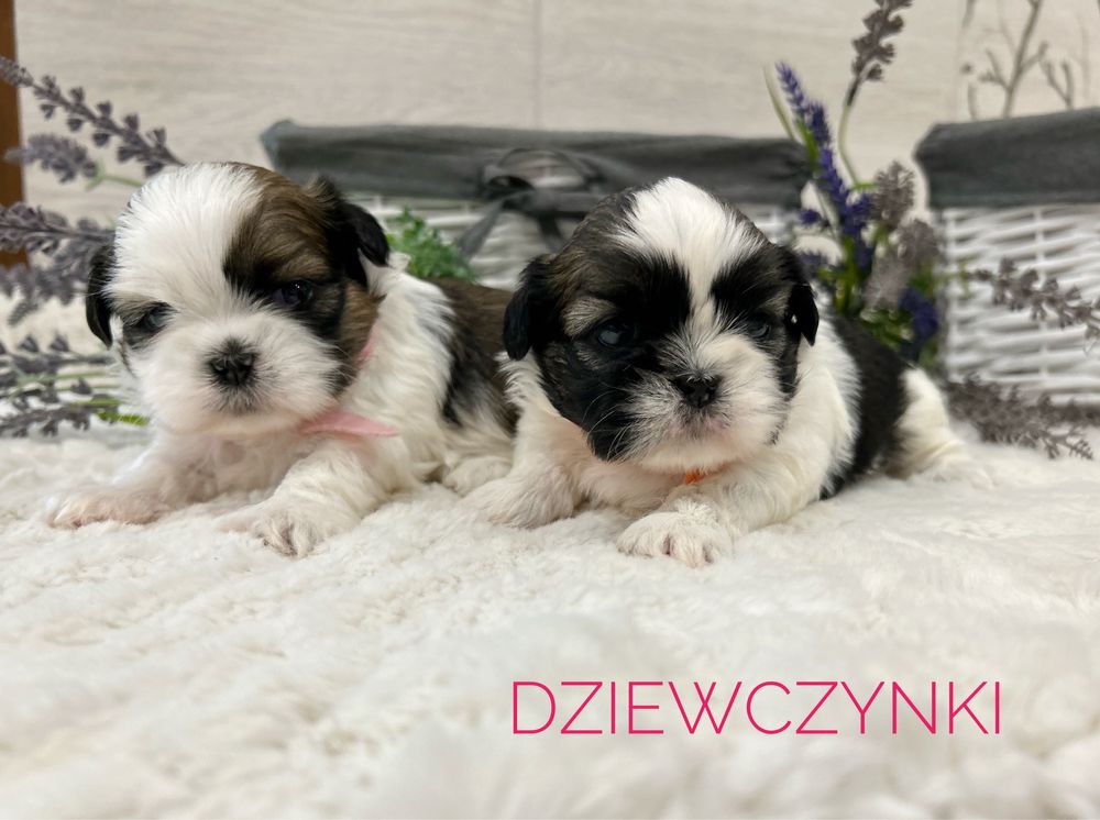 Shih tzu, prześliczna suczka , tricolor!