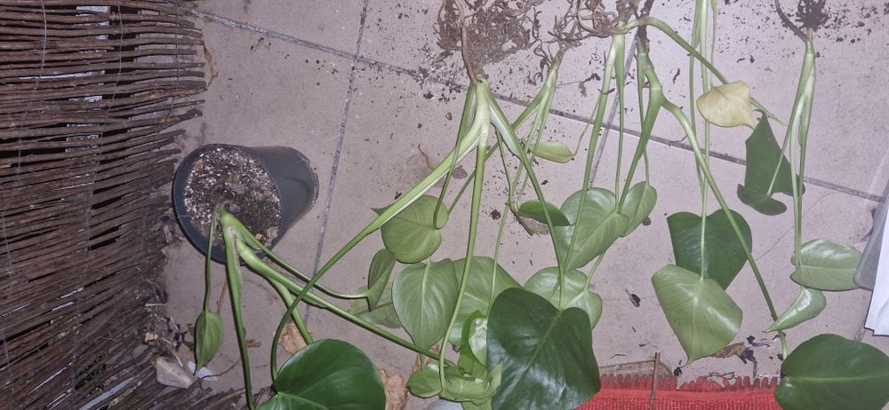 Monstera deliciosa