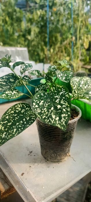 Продаю різні квіти