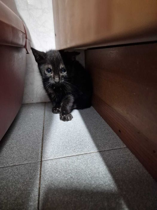 Gatas gatinhas bebés para adoção consciente