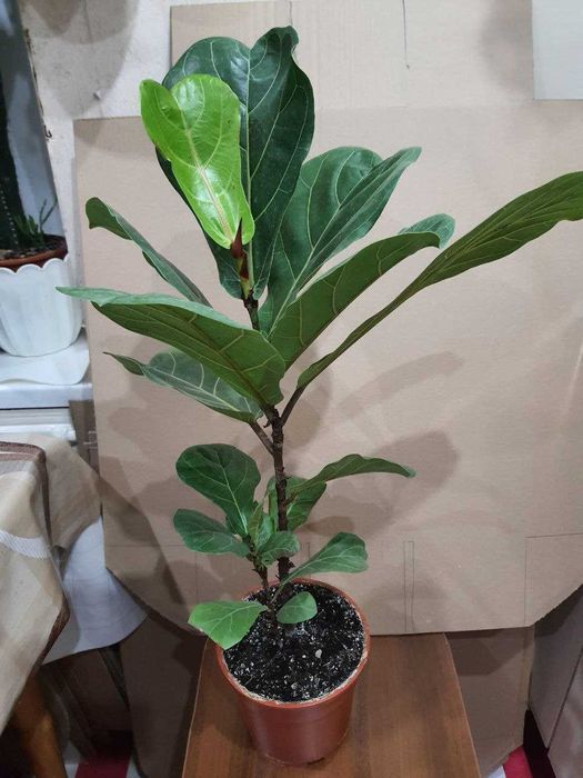 Фикусы Лировидный  Циатистипула  Анастасия Белиз Микрокарпа