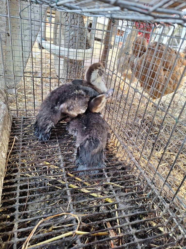 Crias de patos mudos