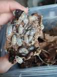 Izopody (Porcellio laevis - Dairy cow)