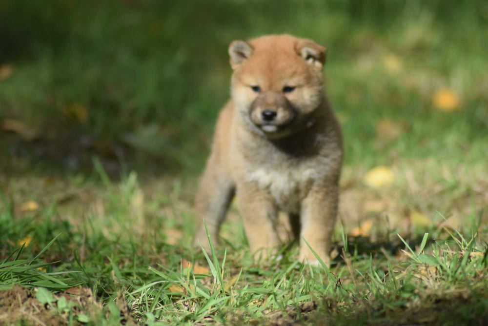 Shiba z rodowodem po Championach - ojciec z Japoni