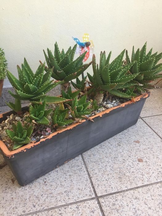 Cato em floreira de barro