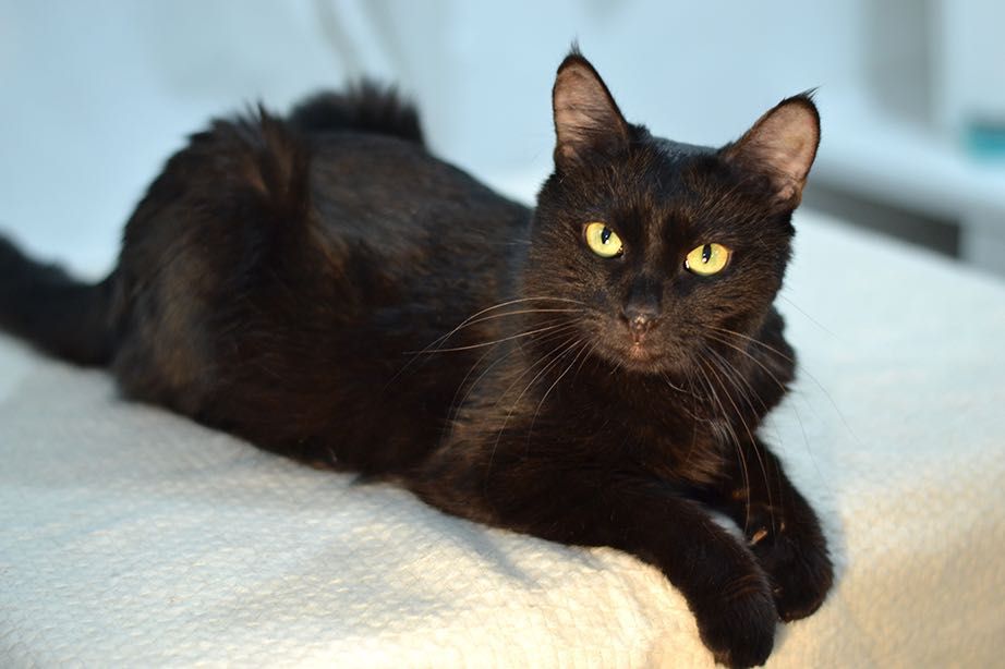 Красотка Мила! 8 месяцев, стерилизована ( кот, кошка, котенок)