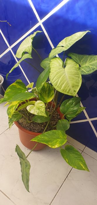 Duas Plantas lindas e saudaveis