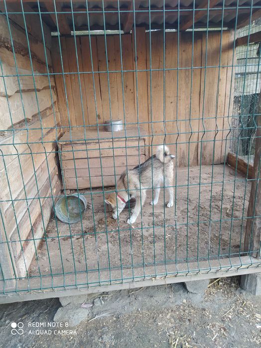 Продам західно сибірську лайку щеня