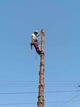 Wycinka drzew metodą alpinistyczną