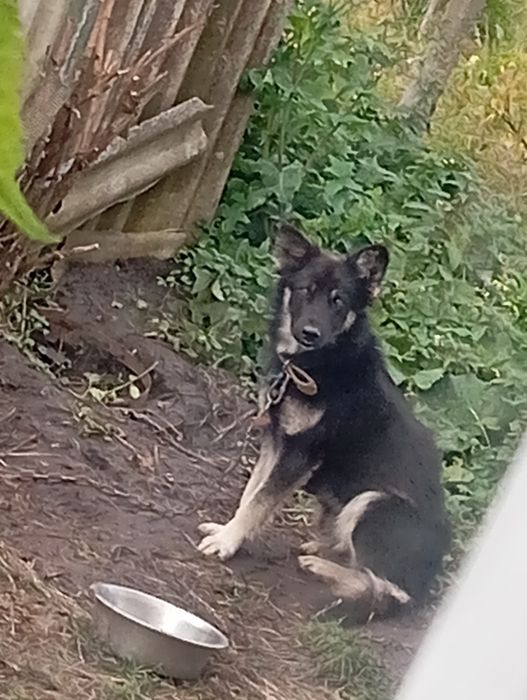 в хороші руки віддаю песика на ім'я Марс