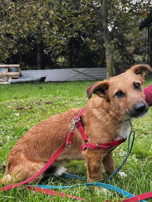 Rudi w typie jamnika.