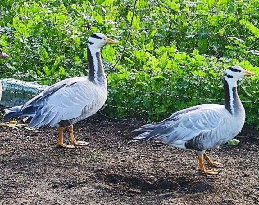 Patos, gansos e cisnes.