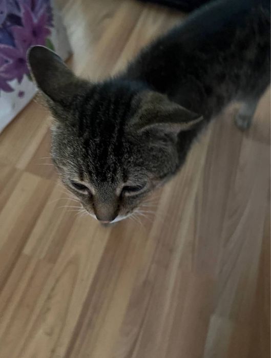 Догляд за котиками