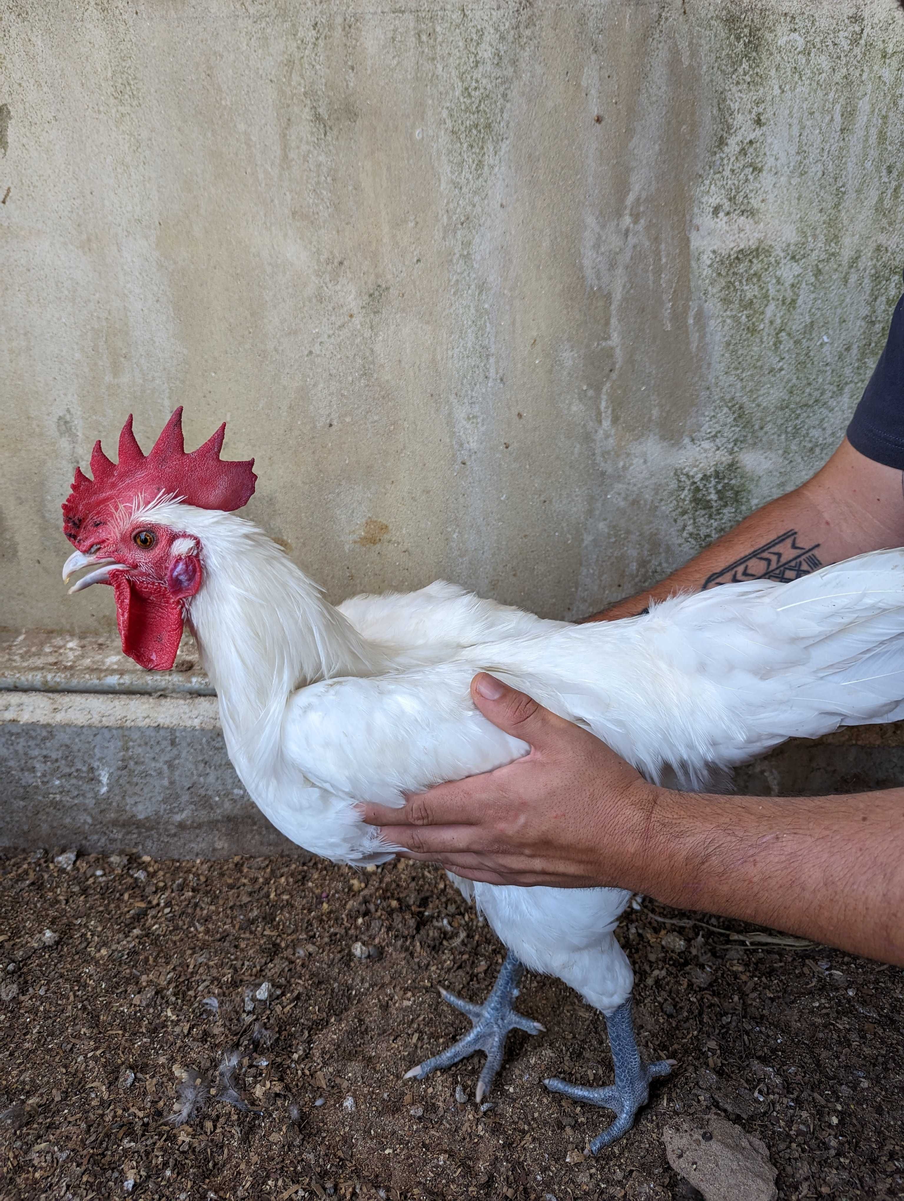 Patinhos Rouen e Corredor Indiano /Cream Legbar / Leghorn Isabella/