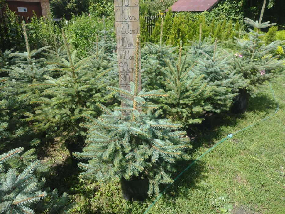 Świerk srebrny srebrzysty kłujący duży