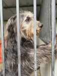 Pies kudłacz do adopcji Budzów/Srebrna Góra