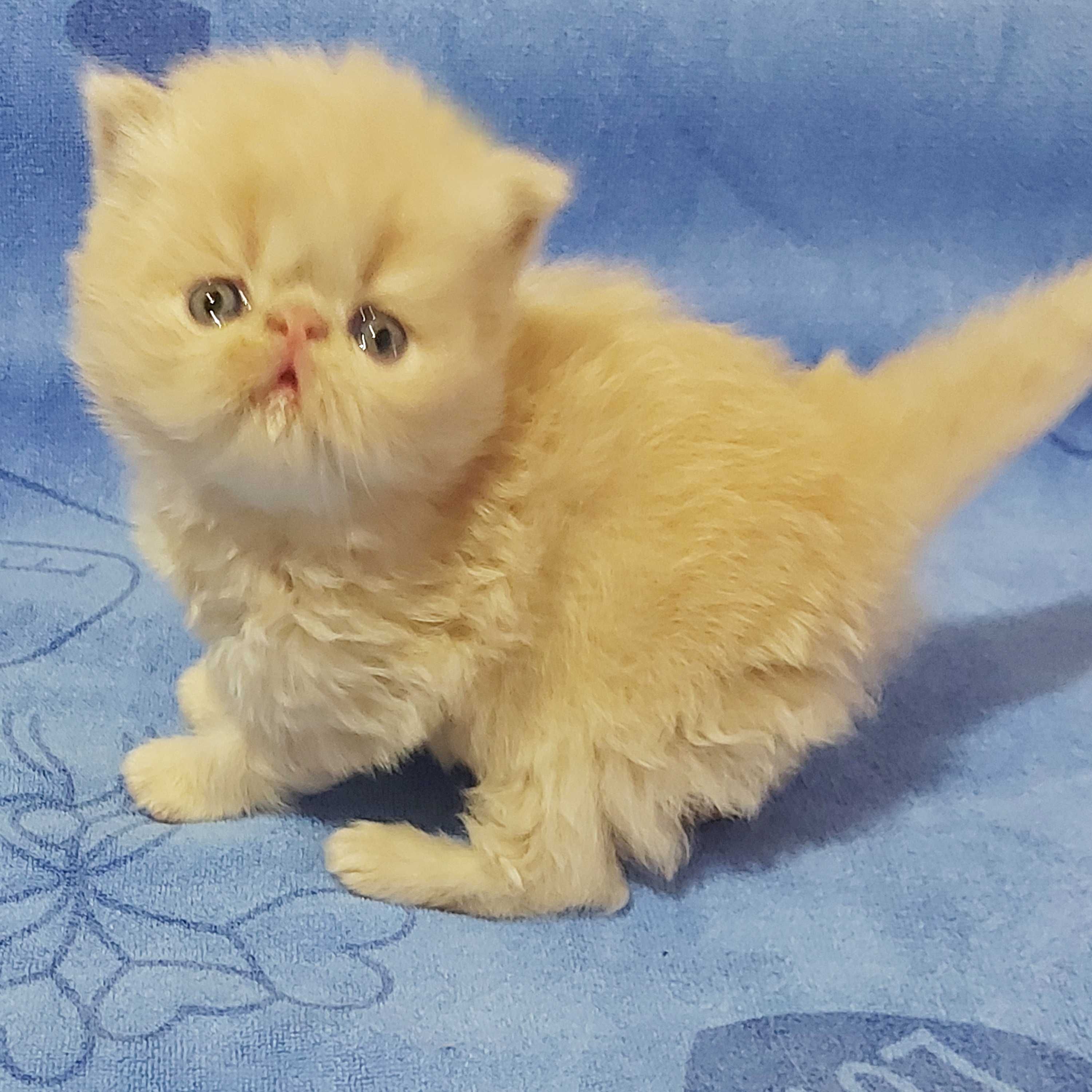 Персидские котята малыши
