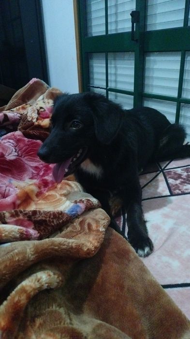 Cão para adoçao urgente