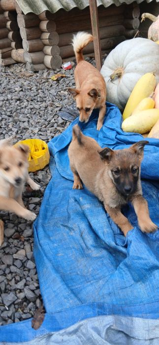 Карликові цуценята