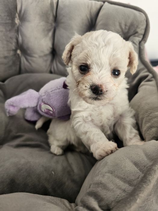 Bichon frise Cotton Monkey FCI ZkwP sunia