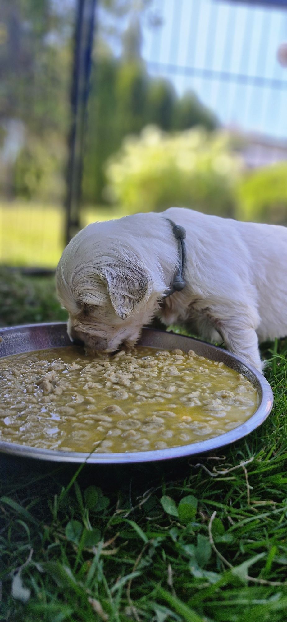 Golden Retriever FCI suczka zkwp