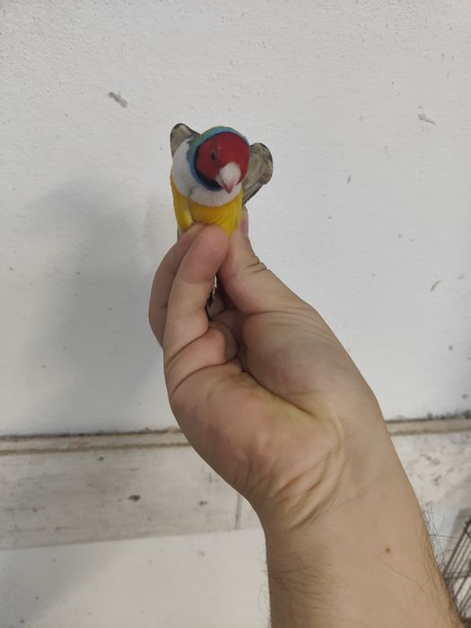 Diamante de gould