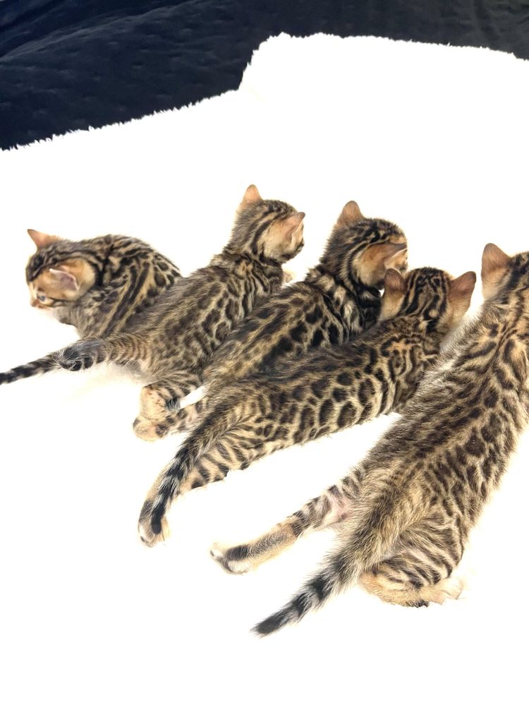 Продам бенгальських кошенят