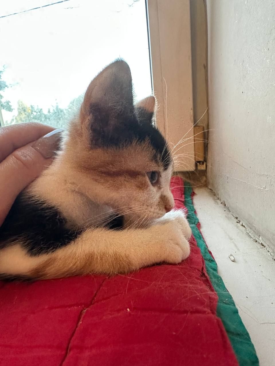 Котенок девочка 2месяца