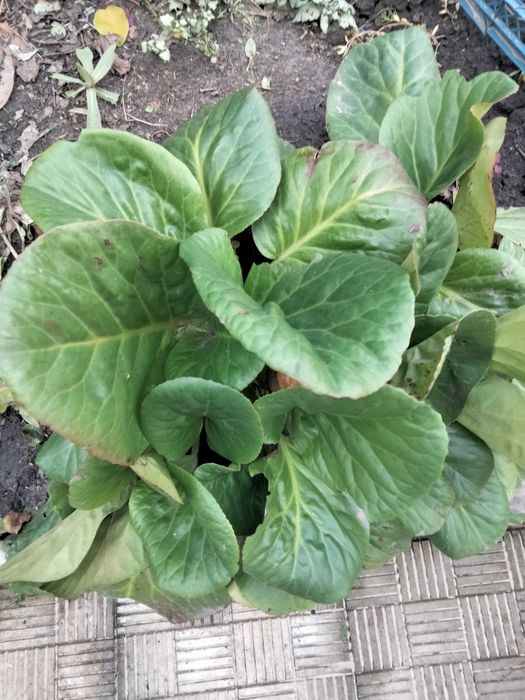 Бадан гарні кущі