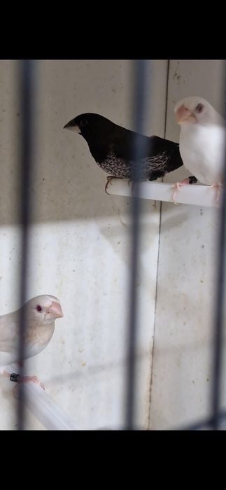 Bengalins de exposição a partir de 7:50 cada dependendo da mutação