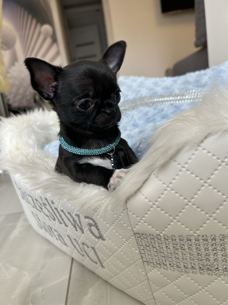 Chihuahua maleńka sunia. MEGA CUDO. JUŻ DO ODBIORU