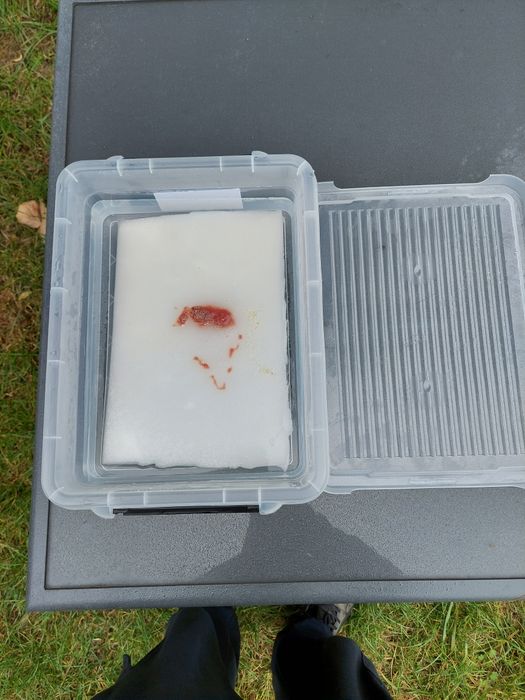 Auloforus żywy pokarm gotowy zestaw gąbka rurecznik