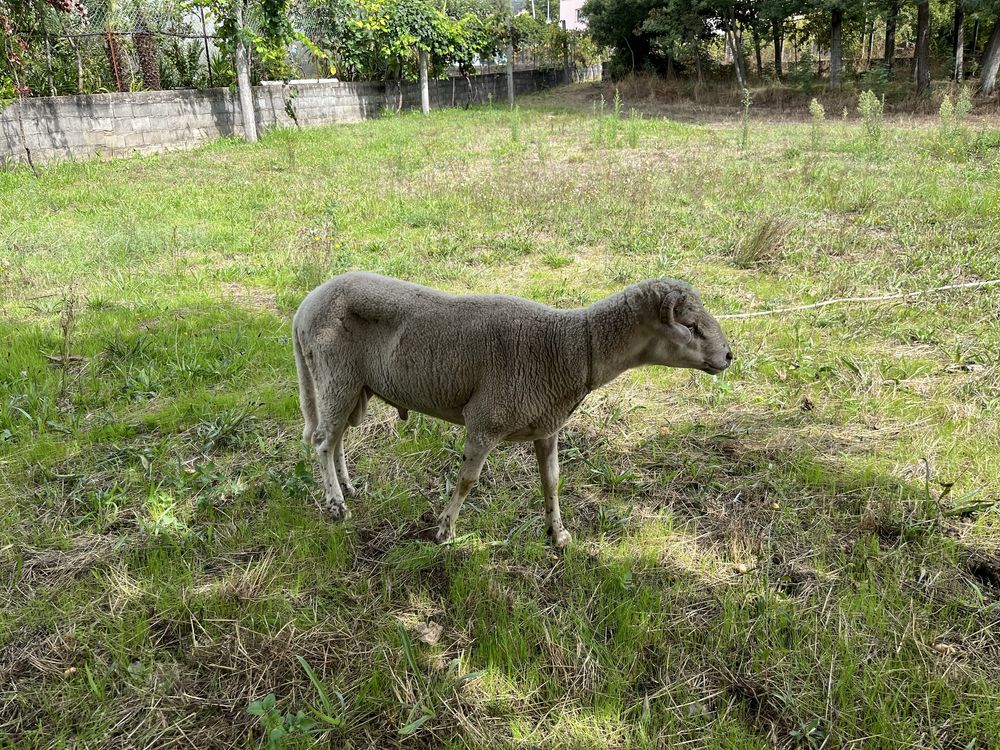 Vendo carneiro com 1 ano de idade