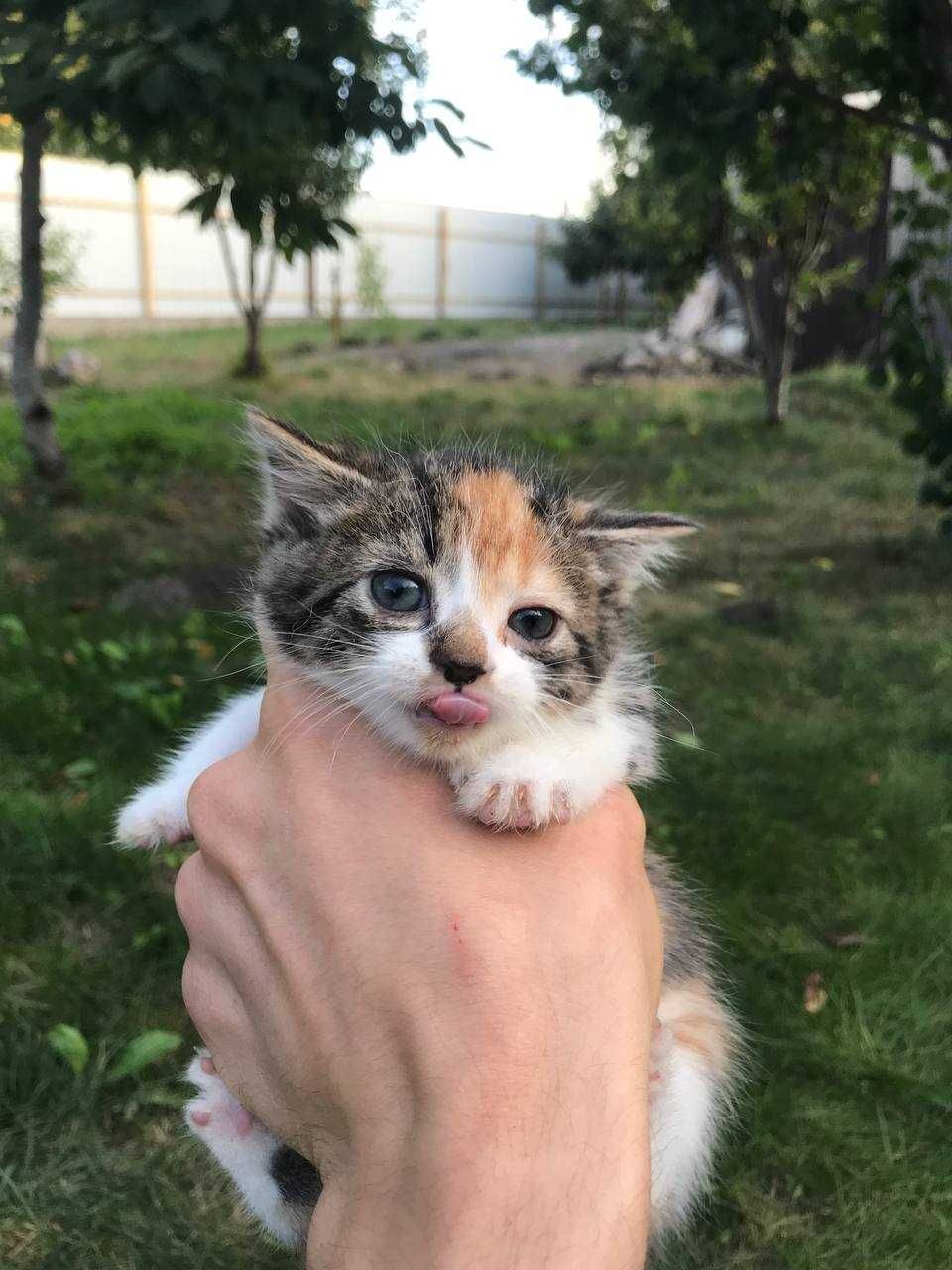 Кошенята 1,5 місяці